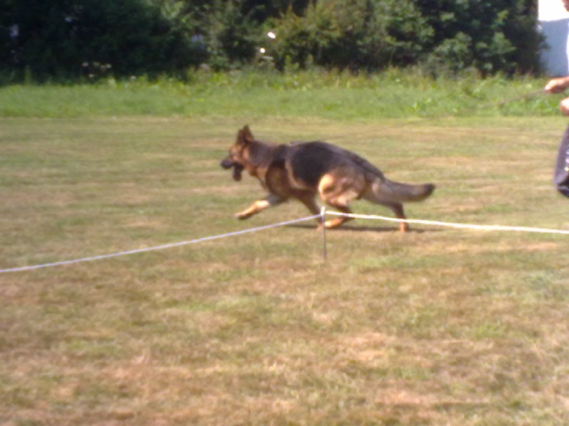 Nos chiens